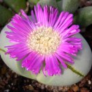 Thelocactus Hexaedrophorus Variegated Cactus Cacti Rare Seed 100 Seeds