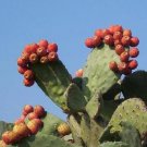 Malpighia Emarginata, Barbados Cherry Sweet Tropical Fruit Seed 10 Seeds