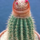 Kalanchoe Gastonisbonnieri, Donkey Ears Plant Succulents Seed 100 Seeds