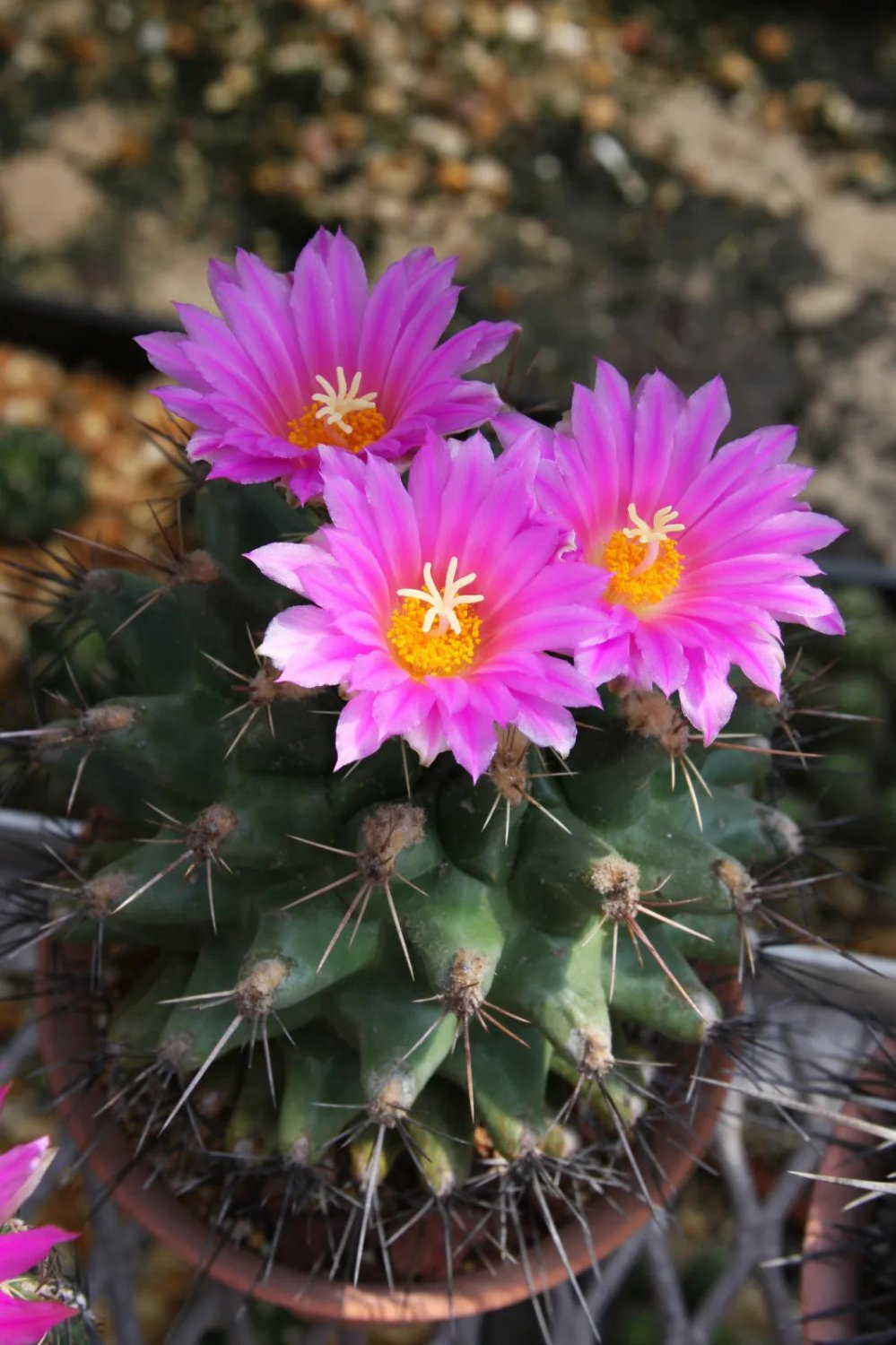 Flowering Succulent Mix Rare Plant Cactus Flower Succulent Seed 100 Seeds