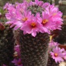 Flowering Kalanchoe Mix Rare Plant Cactus Flower Succulents Seed 50 Seeds
