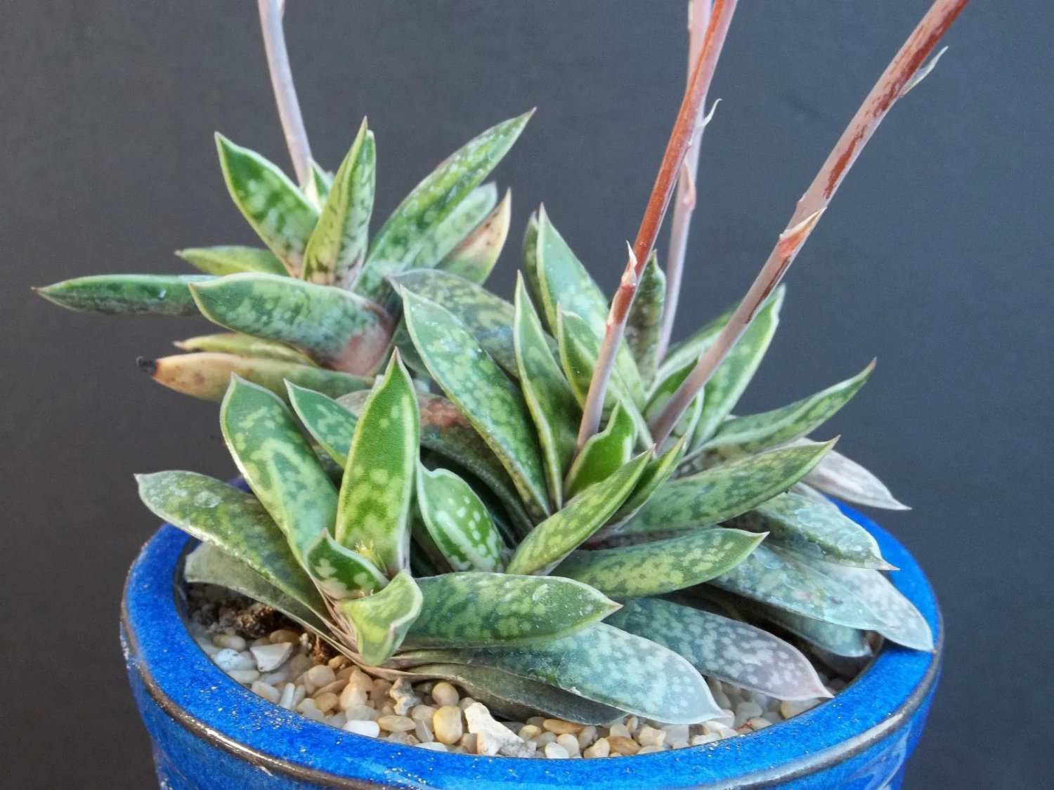 Dinteranthus Wilmotianus Blue Form Bluish Color Seed 100 Seeds
