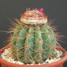 Dinteranthus Wilmotianus Blue Form Bluish Color Seed 50 Seeds