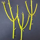 Aloe Hybrid Cv Orange Marmalade Rare Succulent Bonsai Seeds 10 Seed