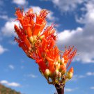 Aloe Cultivar Silver Ridge, Hybrid Outdoor Succulent Rare Seed 100 Seeds