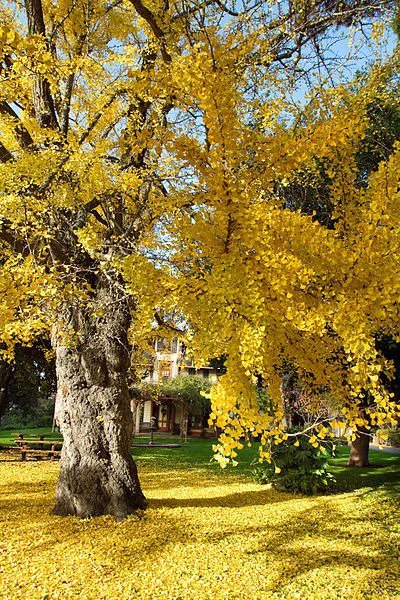 Clusia Rosea Major Autograph Tree Balsam Apple Cuba Native Seed 50 Seeds