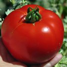 25 Seeds Tequila Sunrise Sweet Peppers Edible Vegetable