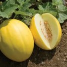 25 Seeds Yubari Melon Fast Growing Sweet Tasting Farm