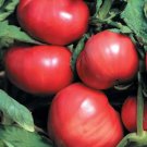 25 Seeds Tortarello Verde Scuro Cucumbers A Variety From Italy Vegetable