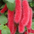 25 Seeds Bright Pink Clematis Beautiful Flowersing