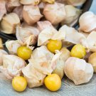 25 Seeds Georgia Cucumbers Southern Vegetable Cucks Pickling Pi