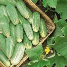 25 Seeds Shishito Peppers Heirloom Hot Vegetable