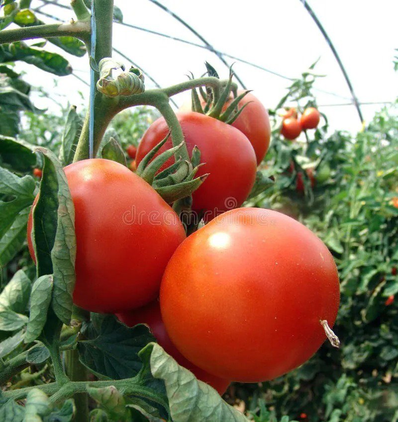 25 Seeds Corno Di Toro Giallo Peppers Vegetable Edible