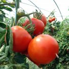 25 Seeds Corno Di Toro Giallo Peppers Vegetable Edible