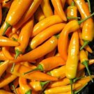 25 Seeds Patio Pickle Cucumber Hybrid Vegetable Pickling