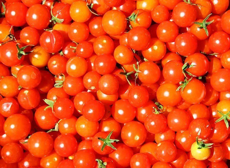 25 Seeds Honey Globe Melon Fast Growing Sweet Tasting Farm