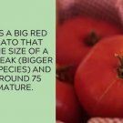 50 Seeds Baby Boomer Tomato Juicy Vegetable Fresh Tomato Food