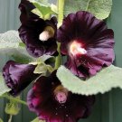 25 Seeds Smart Pickle Cucumber Hybrid Cukes Vegetable Pickling
