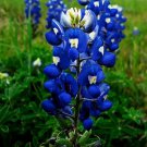25 Seeds Blue Linen Sapphire Flowers Beautiful Growing