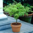 25 Seeds Pink Coleus Flowers