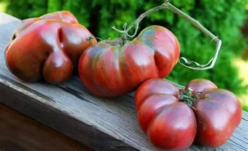 25 Seeds Bitter Melons Fruit Vegetable Food Health Food