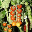 25 Seeds Diablo Grande Chili Peppers Vegetable Edible