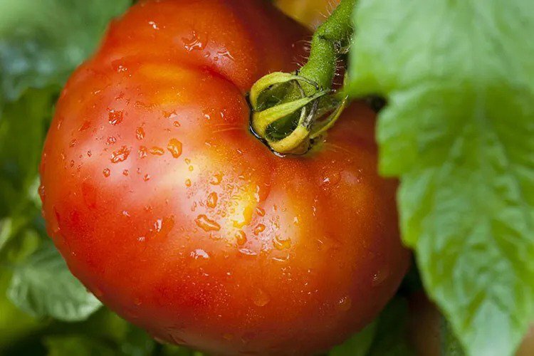 25 Seeds Cayenne Pepper Organic Thick Seeds Red Hot Vegetable Edible