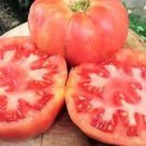50 Seeds Dwarf Desert Star Tomato Juicy Vegetable Tomatoes