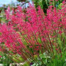25 Seeds Red Dahlia Pompon Flowers