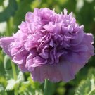 50 Seeds Purple Calabash Tomato Hybrid Vegetable Fresh Tomatoe