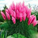 200 Seeds Teal Blue Orchids Beautiful &