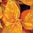 50 Seeds Sugar Snack Tomato Hybrid Vegetable Tomatoe