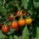 25 Seeds Aji Fantasy Chili Peppers Large Vegetable Edible Food Hot