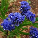 25 Seeds Blue Loveinamist Flowers