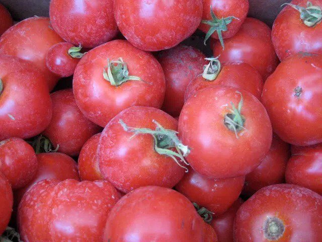 25 Seeds Apollo Melon Fast Growing Sweet Tasting Farm