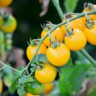 50 Seeds German Pink Tomato Juicy Vegetable Tomatoes