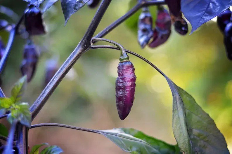50 Seeds Marglobe Tomato Vegetable Tomatoes