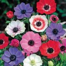 25 Seeds Blue & Pink Rose Flower Fragranting