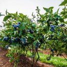 200 Seeds Northern Highbush Blueberry Seeds Food Fruit Edible Berries