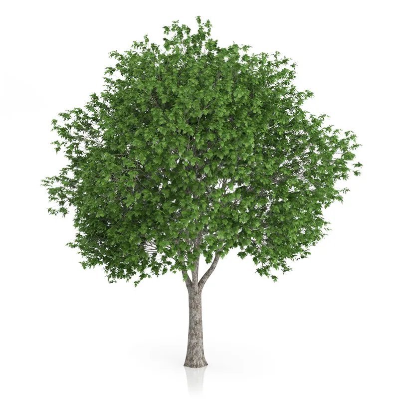 London Plane Tree (Platanus Acerifolia) 30 Seeds