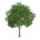 London Plane Tree (Platanus Acerifolia) 30 Seeds