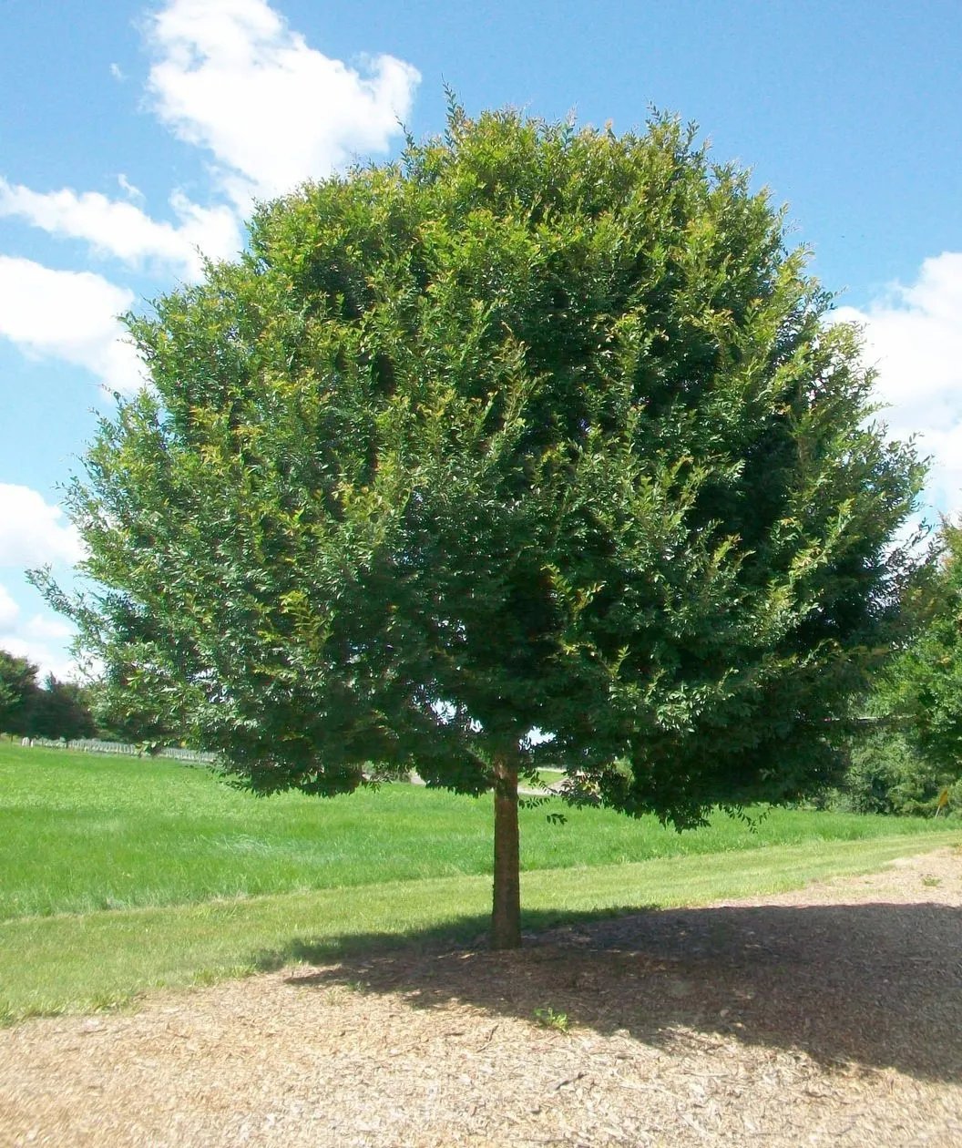 Chinese Elm (Ulmus Parvifolia) 50 Seeds