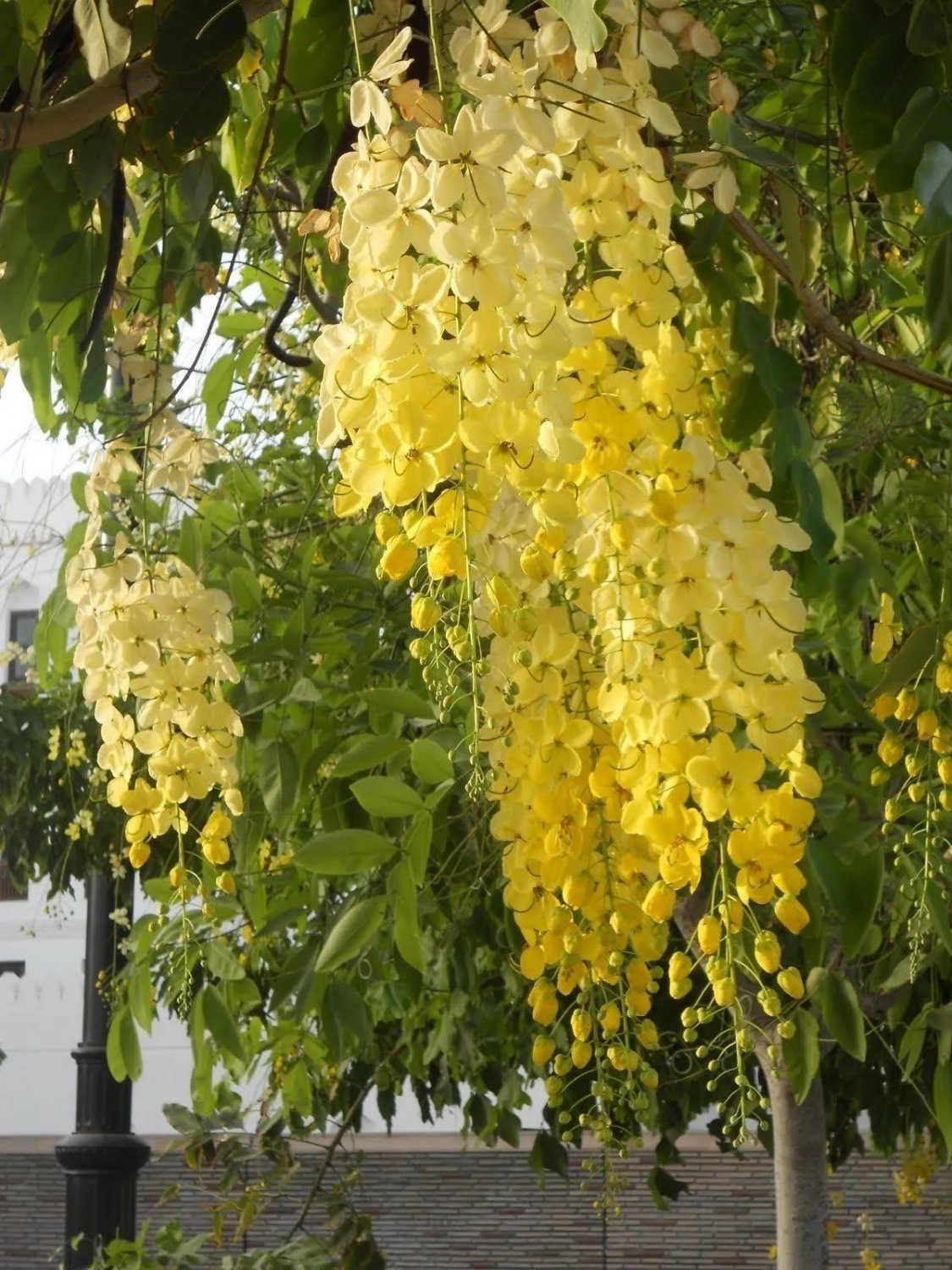 Golden Showy Shower Tree (Cassia Floribunda) 10 Seeds