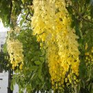 Golden Showy Shower Tree (Cassia Floribunda) 10 Seeds