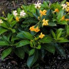 Native Frangipani (Hymenosporum Flavum) 20 Seeds