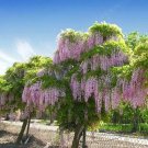 Tree Wisteria (Bolusanthus Speciosa) 10 Bonsai Seed