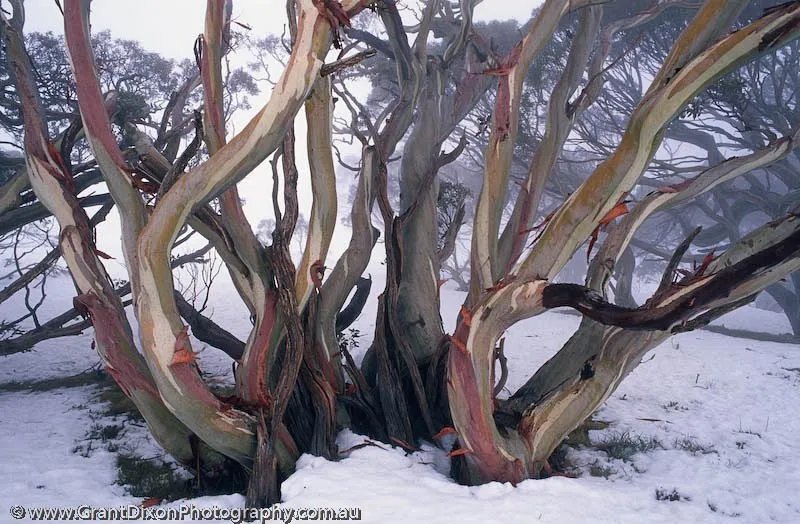 Wolgan Snow Gum (Eucalyptus Gregsoniana) 50 Seeds