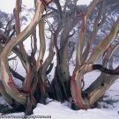 Wolgan Snow Gum (Eucalyptus Gregsoniana) 50 Seeds