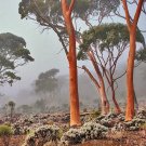 Hills Salmon Gum (Eucalyptus Tintinnans) 50 Seeds