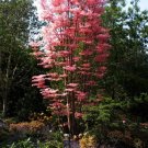 Chinese Cedar (Toona Sinensis) 25 Seeds